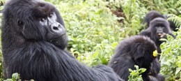 Bwindi Impenetrable Forest Jungle - Gorilla Family