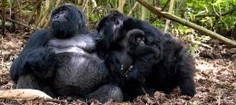 Rwanda gorilla groups and families