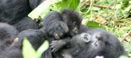 Uganda's Gorilla Tactics - Gorilla Family in Volcanoes National Park - Rwanda Gorilla Safari