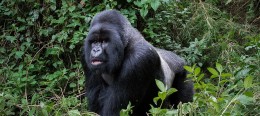Gorilla trips - 10 Day Gorilla Trekking - Gorilla Trekking Tips - The Silverback Mountain Gorilla