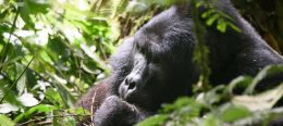 Makara Mountain Gorilla