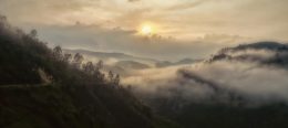 Misty Bwindi Impenetrable Forest Jungles in Uganda