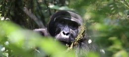 What Is the Best Place to See Gorillas in Africa?
