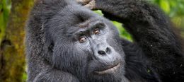 Uganda - Rwanda Gorilla Safari and adventure to remember