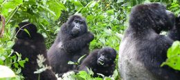 Gorilla Groups in Uganda