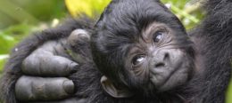 The mountain gorillas often live in an age-graded groups, on average, 9.2 individuals of multiple gorilla age groups. Usually, there is one adult male (though there may be more than one), multiple adult females - An infant in Bwindi Impenetrable National Park