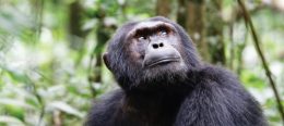 Chimpanzee habituation experience CHE in kibale forest national park uganda