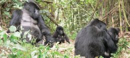 Uganda Gorilla Habituation - Bwindi Impenetrable Forest National Park