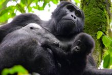 GORILLA TREKKING PERMIT UGANDA