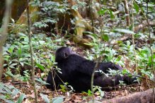 18 Day Gorillas and Wildlife Safari