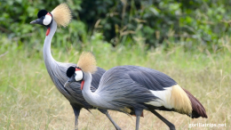 Bird Watching In Uganda