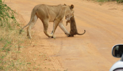 Game Drive in Murchison Falls National Park