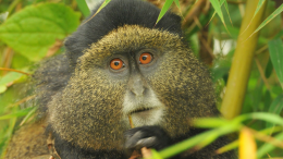 Golden Monkey in Uganda