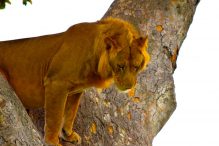 queen elizabeth national park in uganda