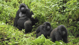 Best Group Tours & Holiday Packages in Uganda and Rwanda