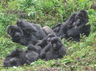 silverback gorilla trekking Uganda