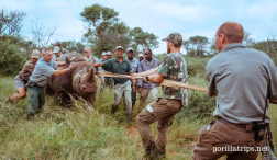 Black Rhinos Return to Akagera National Park in Rwanda
