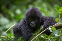 Mountain Gorilla Population Increases - 2018 Report