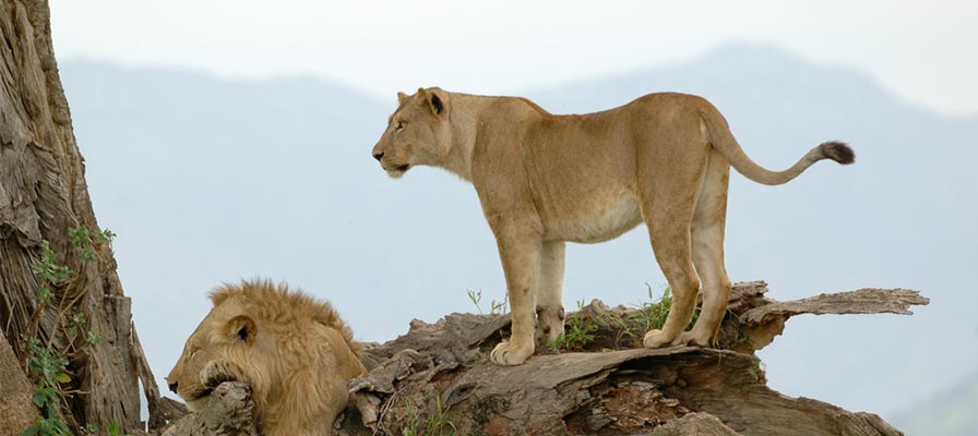 Kidepo Valley Savannah Safari in Uganda