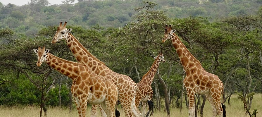 Savannah Safari in Murchison Falls National Park