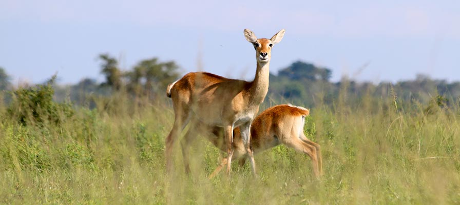 African Gorilla Tour & Savannah Safari