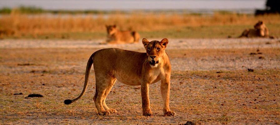 game drive in queen elizabeth n. park