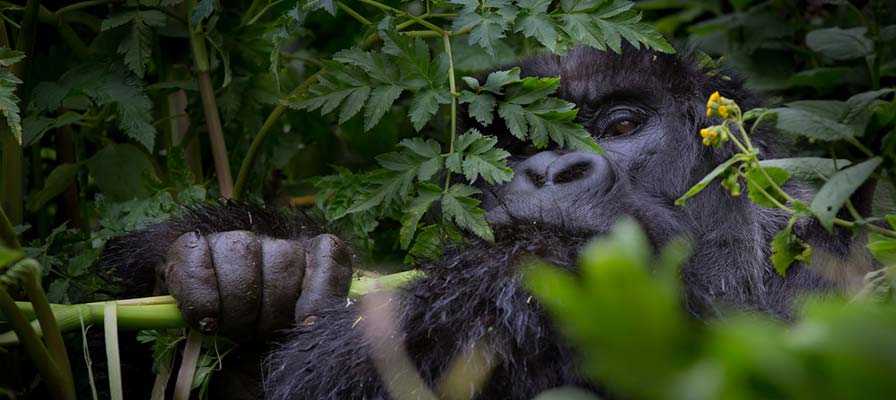 African gorilla trekking in Bwindi