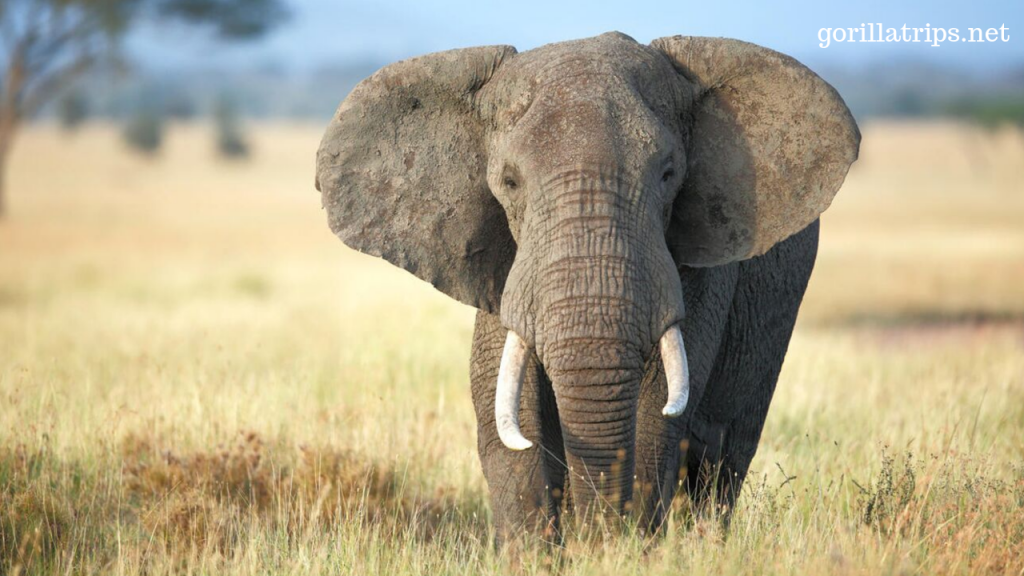 African Elephant in Uganda