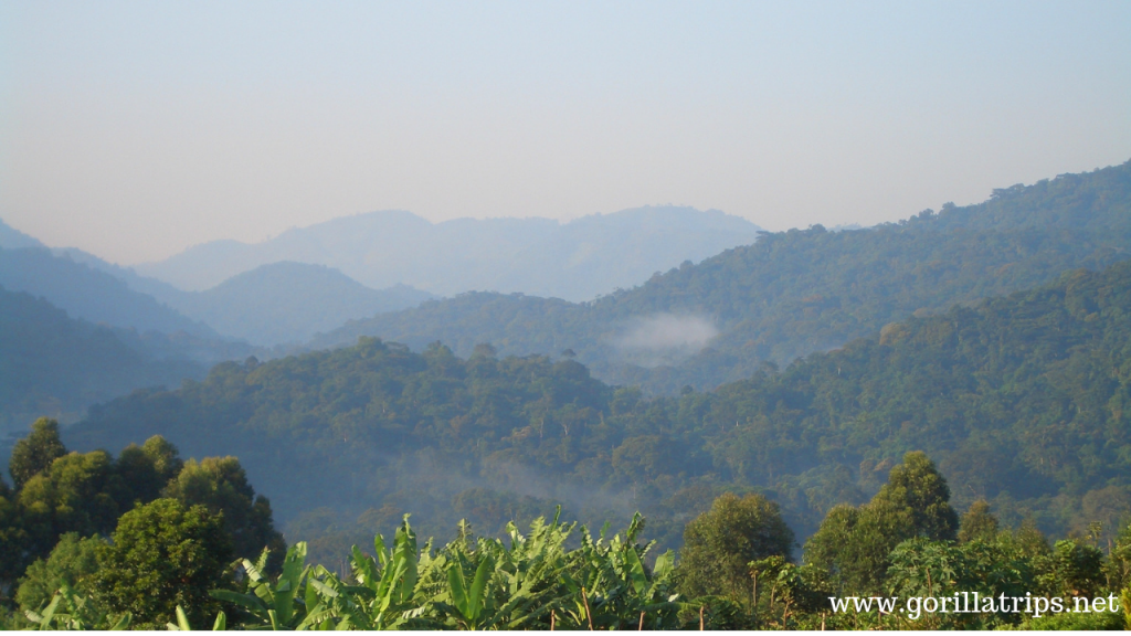 Bwindi Impenetrable National Park