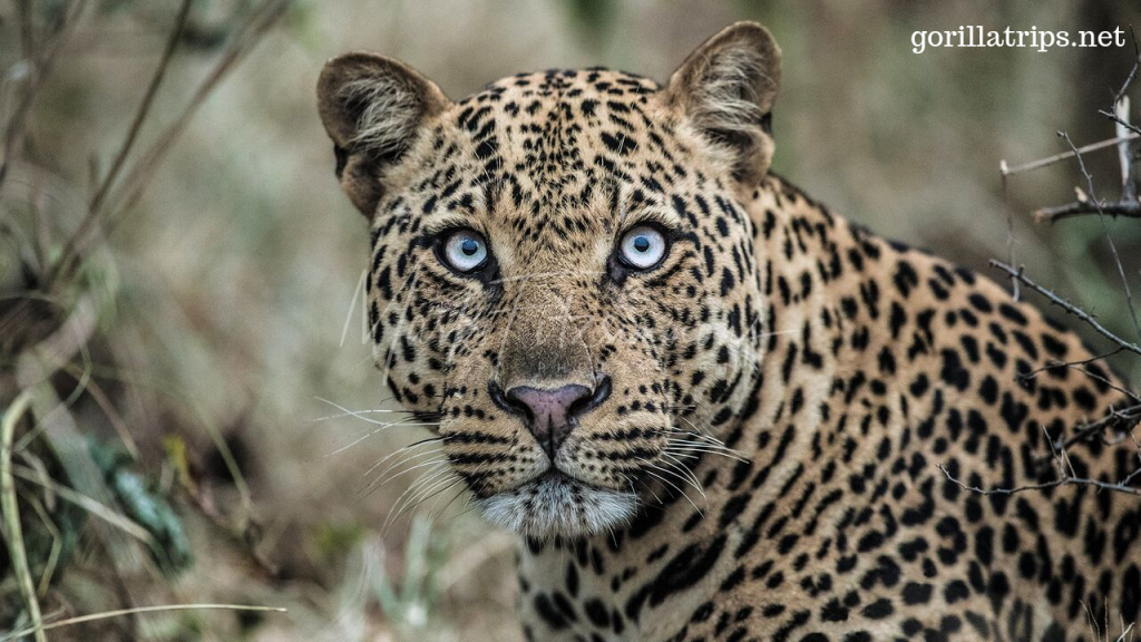 Leopard in Uganda
