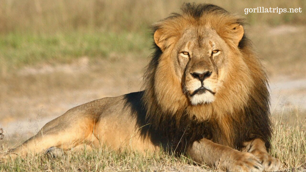 African Lion in Uganda
