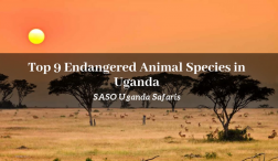 Endangered Animal Species in Uganda