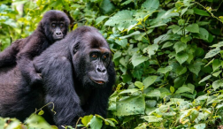 Cost Effective Gorilla Trekking Destinations of East Africa