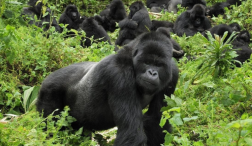 8 Best things About Uganda