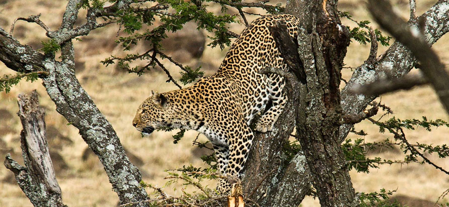 Kenya National Parks