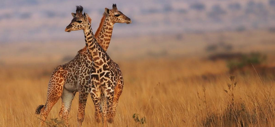 Kenya Safari Packages