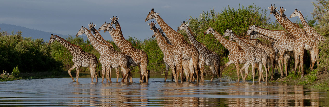 Kenya Tours And Safaris