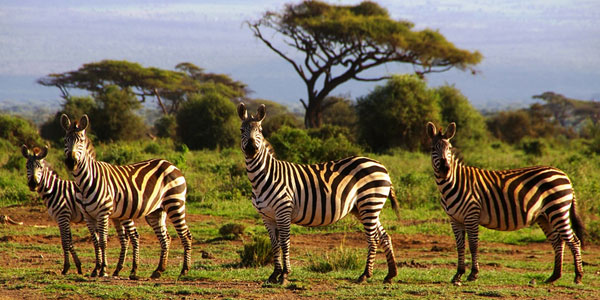Northern tanzania Safari