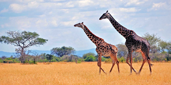 Tanzania National Parks