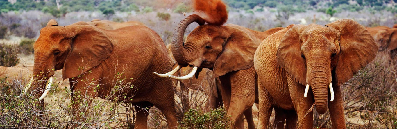 Tanzania Tours And Safaris