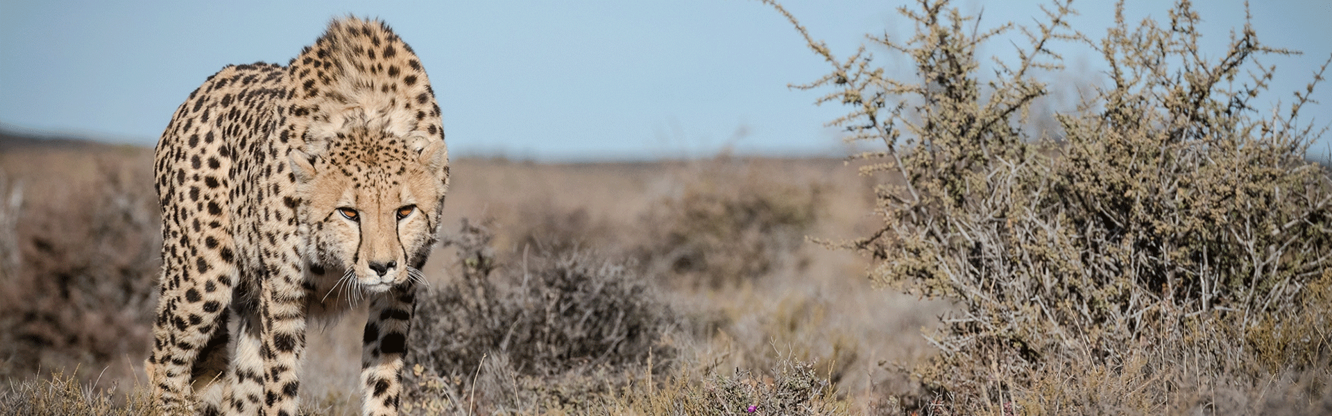 Maasai Mara Kenya Budget Safari