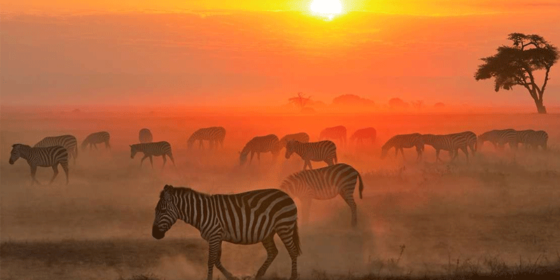 5 Days Kenya Affordable Safari