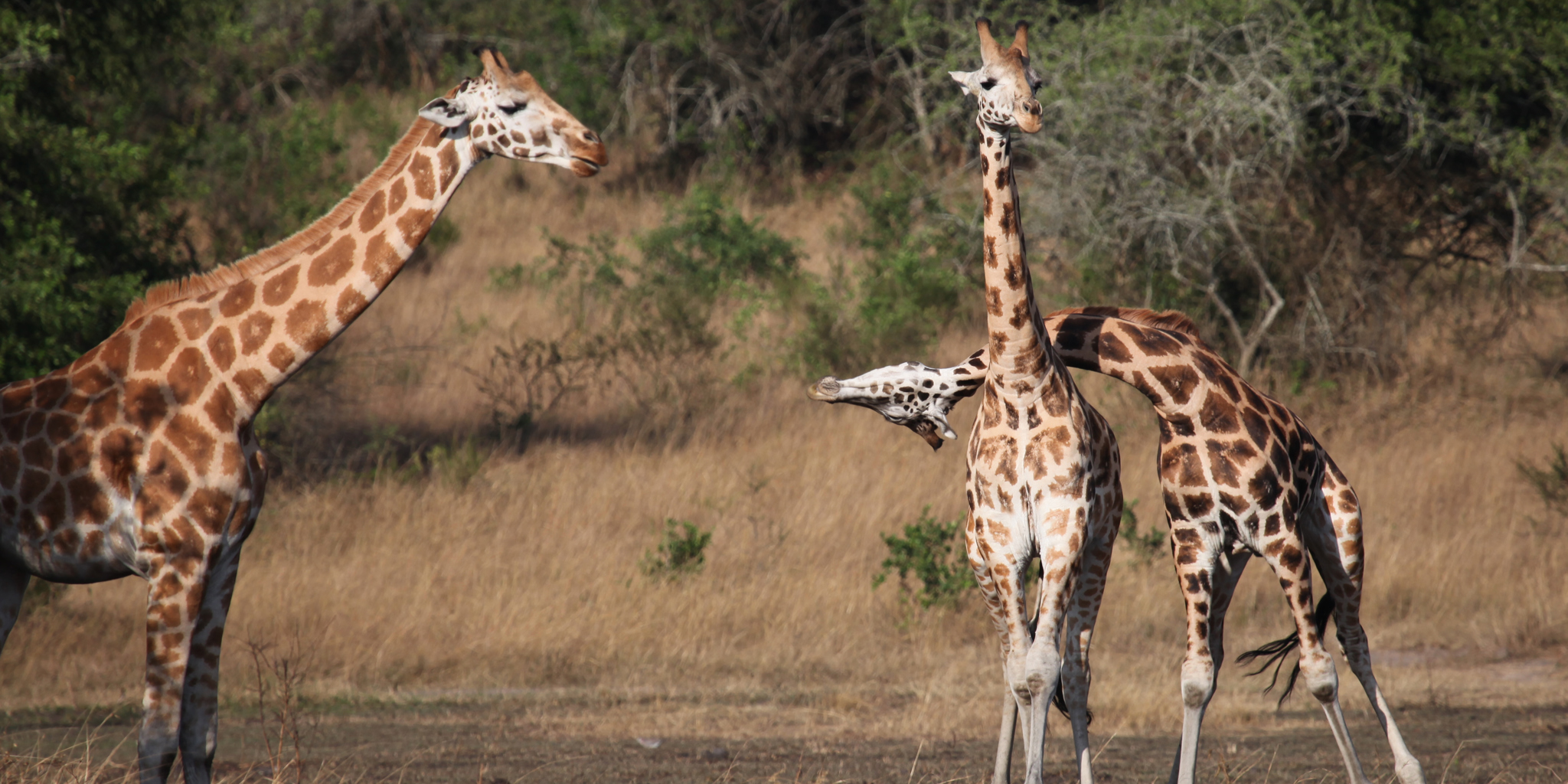 3-Day Northern Tanzania Safari