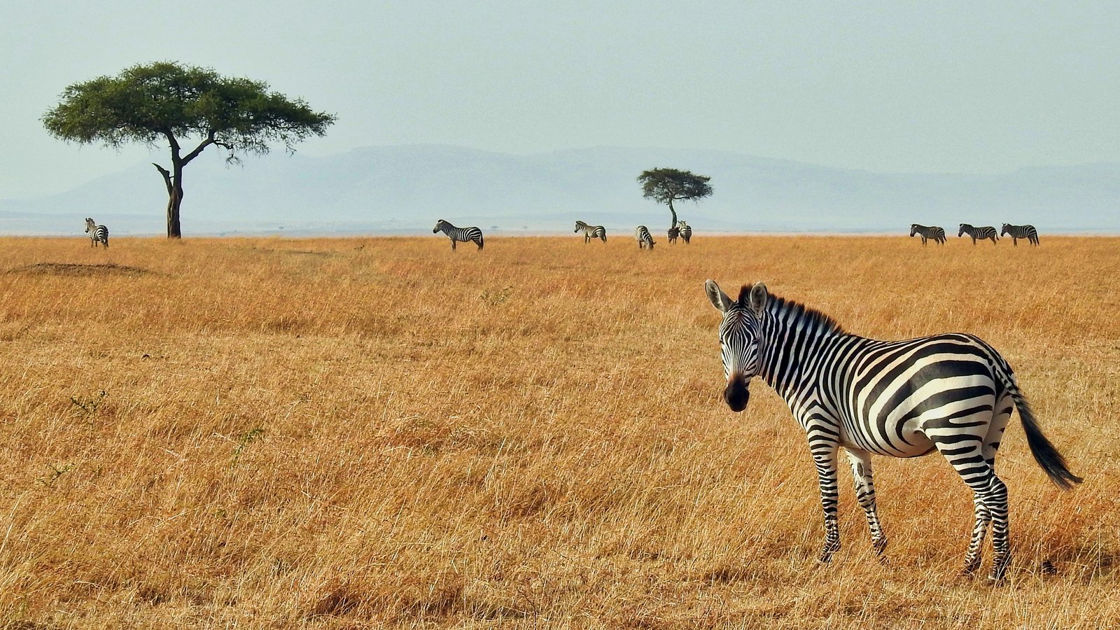 4 Days Northern Tanzania Safari